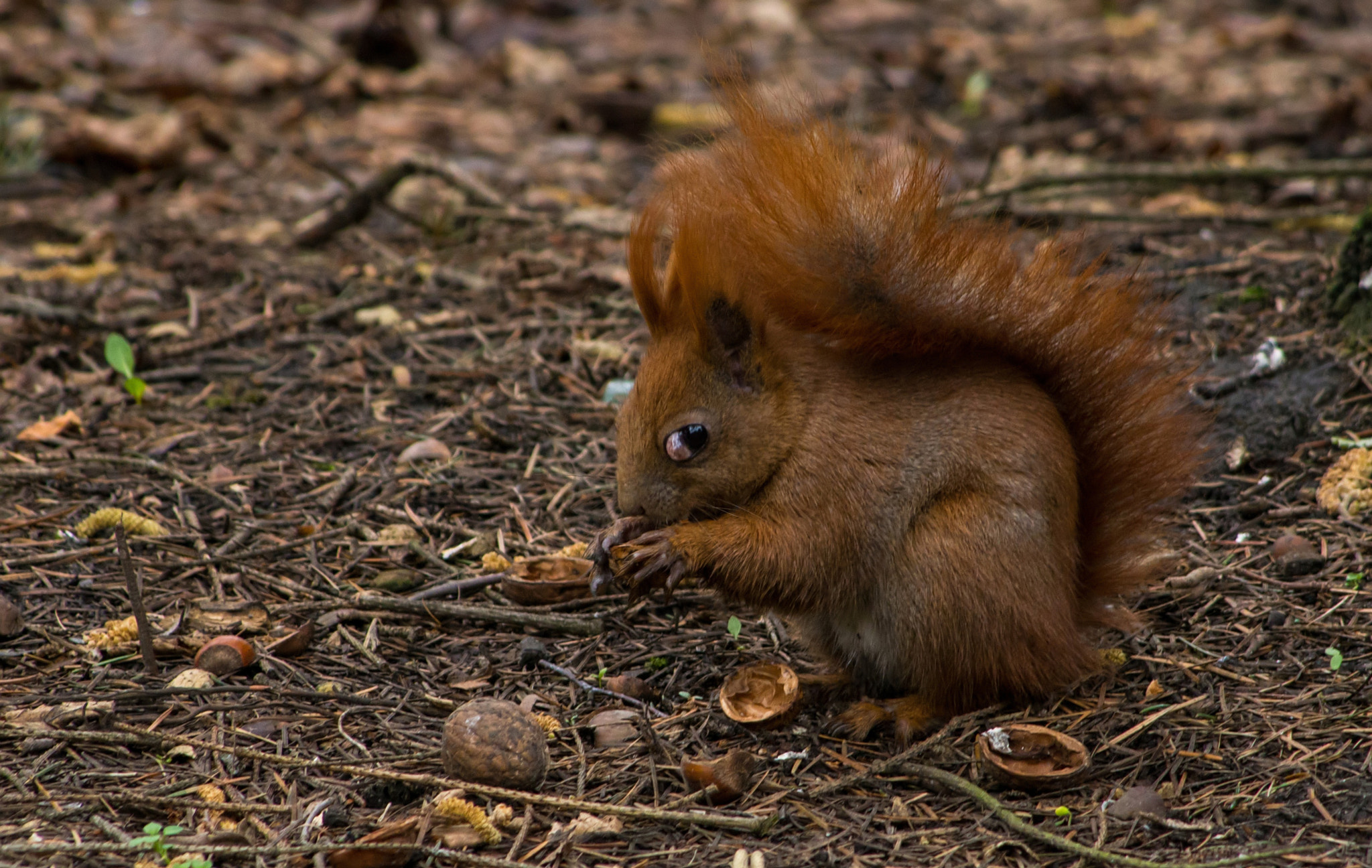 Pentax K-50 sample photo