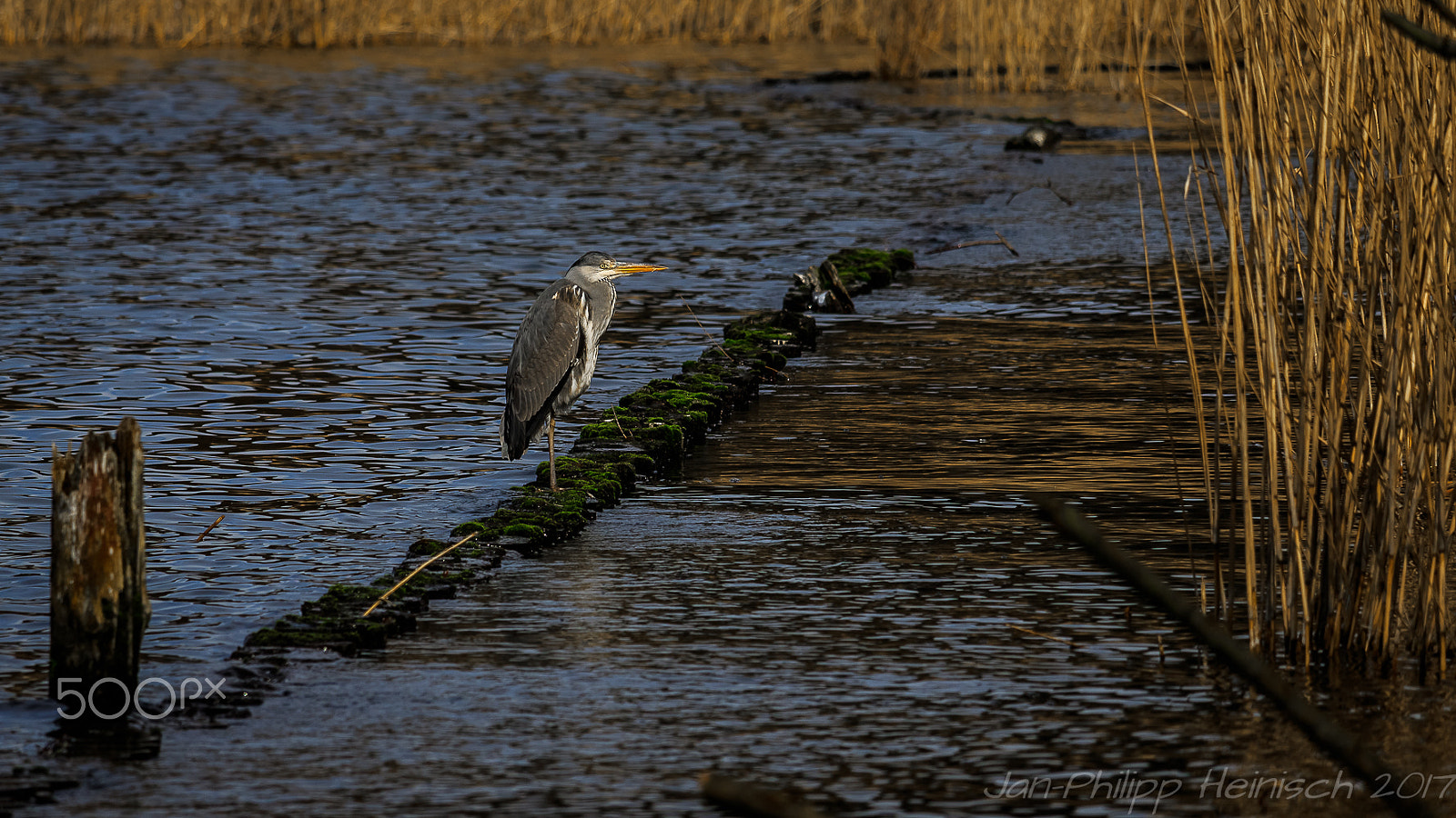Canon EF-S 55-250mm F4-5.6 IS STM sample photo. Graureiher am wannsee berlin photography
