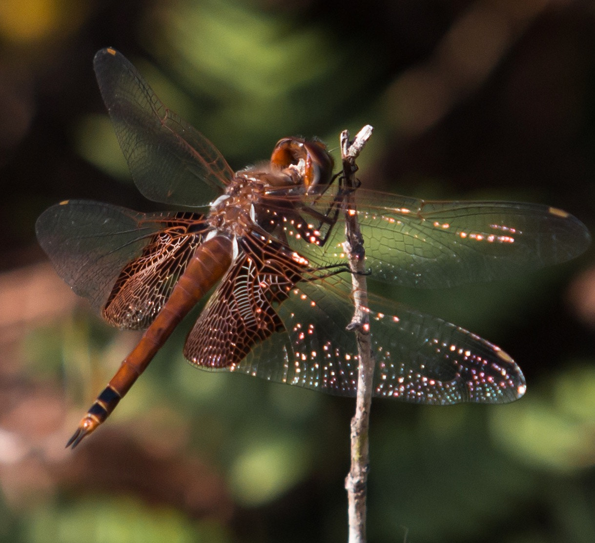 Canon EF 70-200mm F2.8L USM sample photo. Shiny like a dragonfly photography