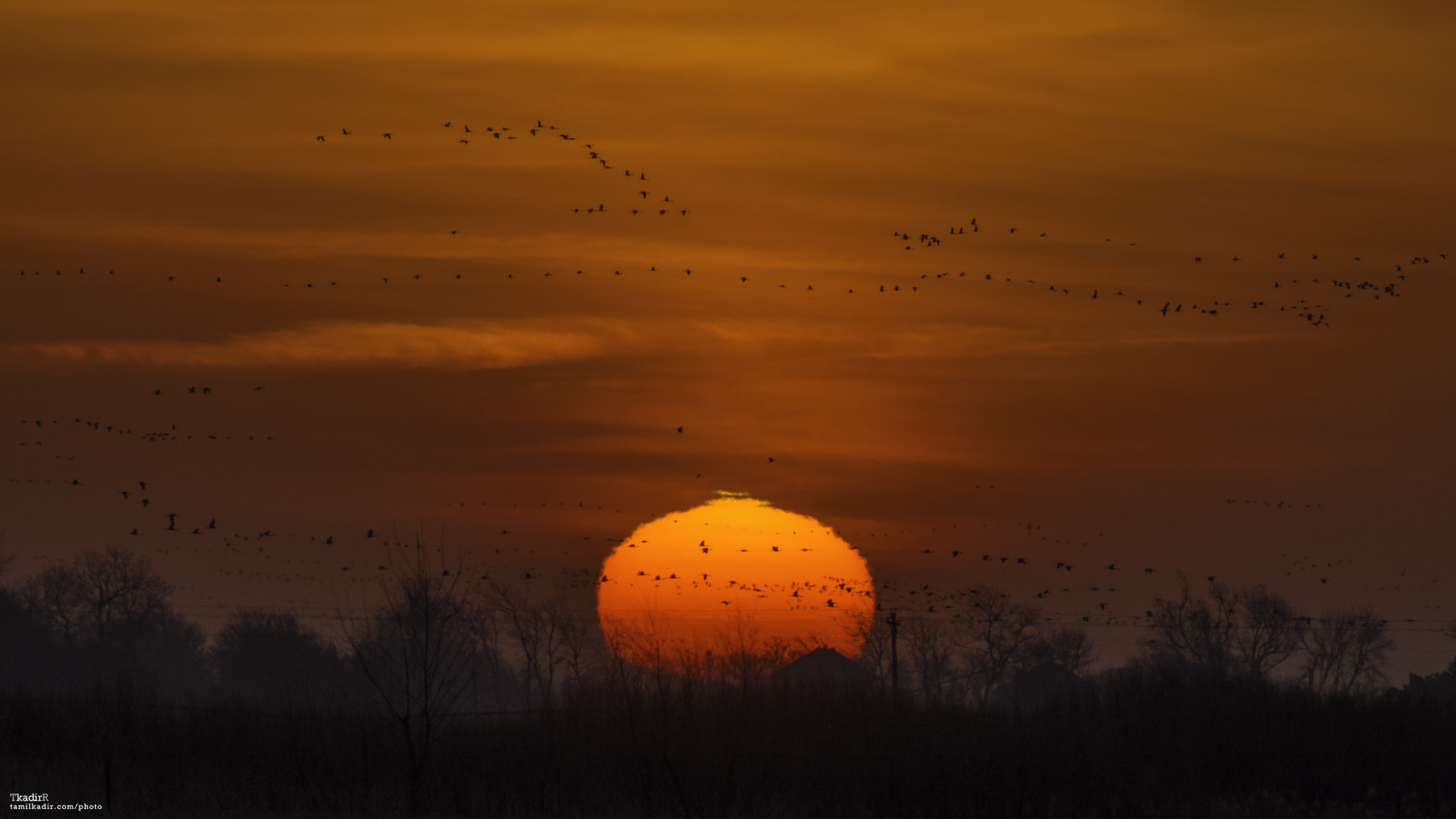 Nikon D7200 sample photo. Sandhill cranes at sunrise photography