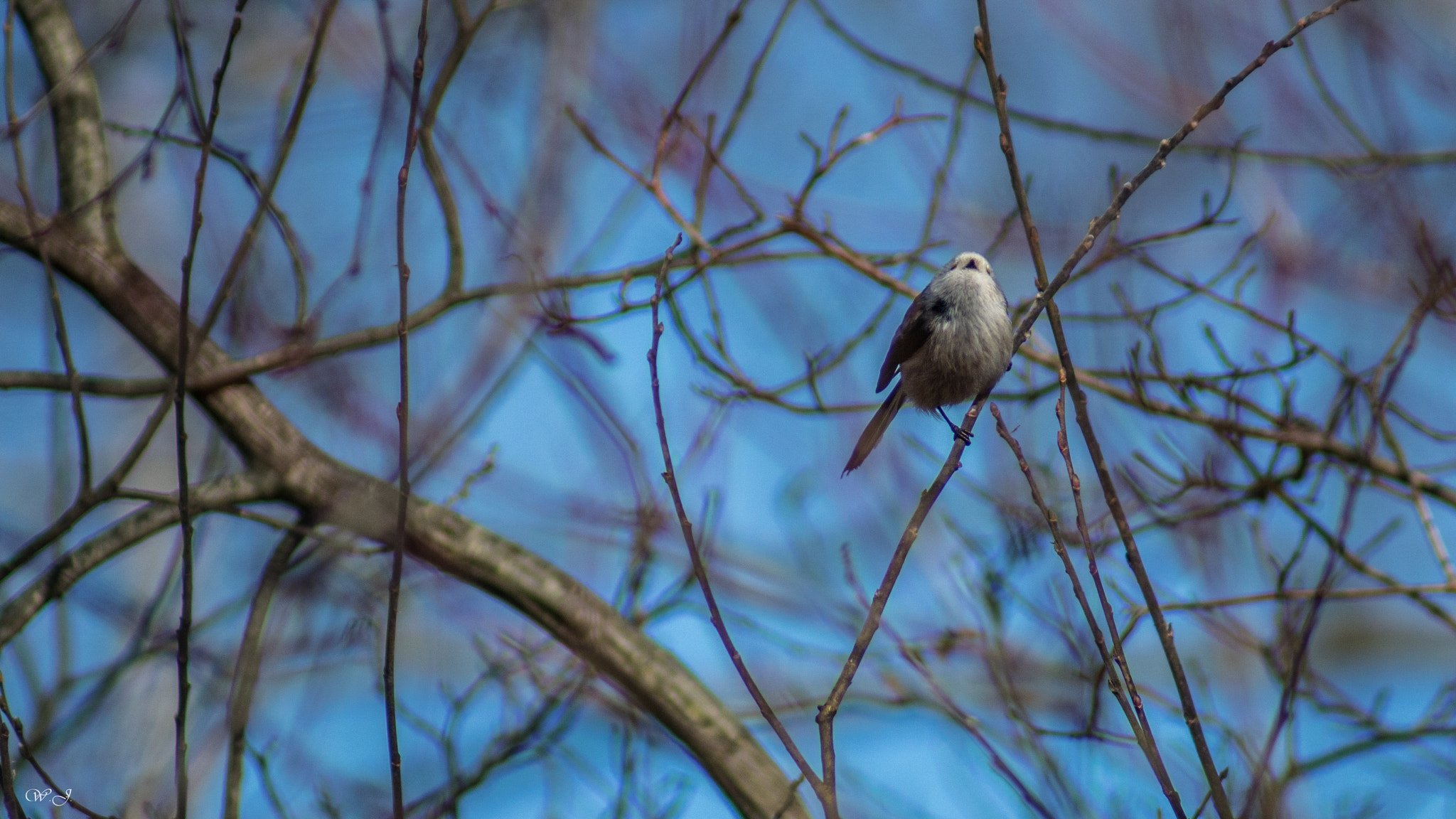 Sony 75-300mm F4.5-5.6 sample photo. Schwanzmeise photography