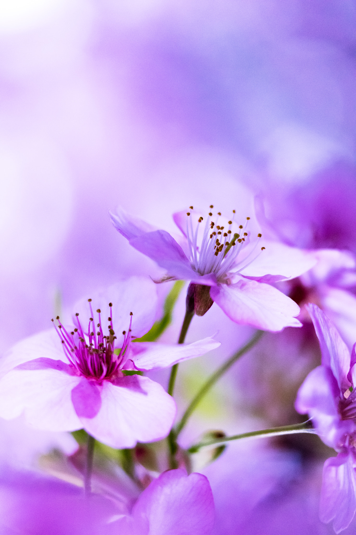Canon EOS M3 sample photo. Cherry blossoms photography
