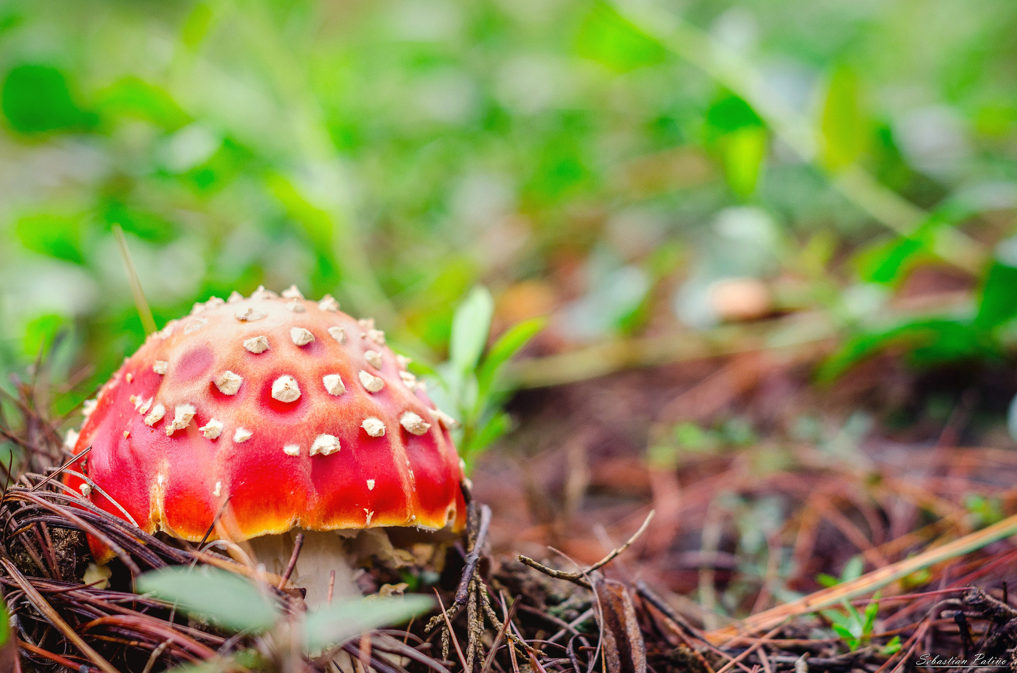 Nikon D5100 sample photo. A small poisonous fungus photography