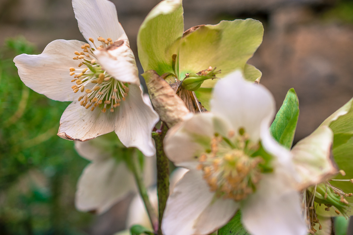Nikon AF-S DX Micro Nikkor 40mm F2.8 sample photo. Hellebore white flowers in bloom photography