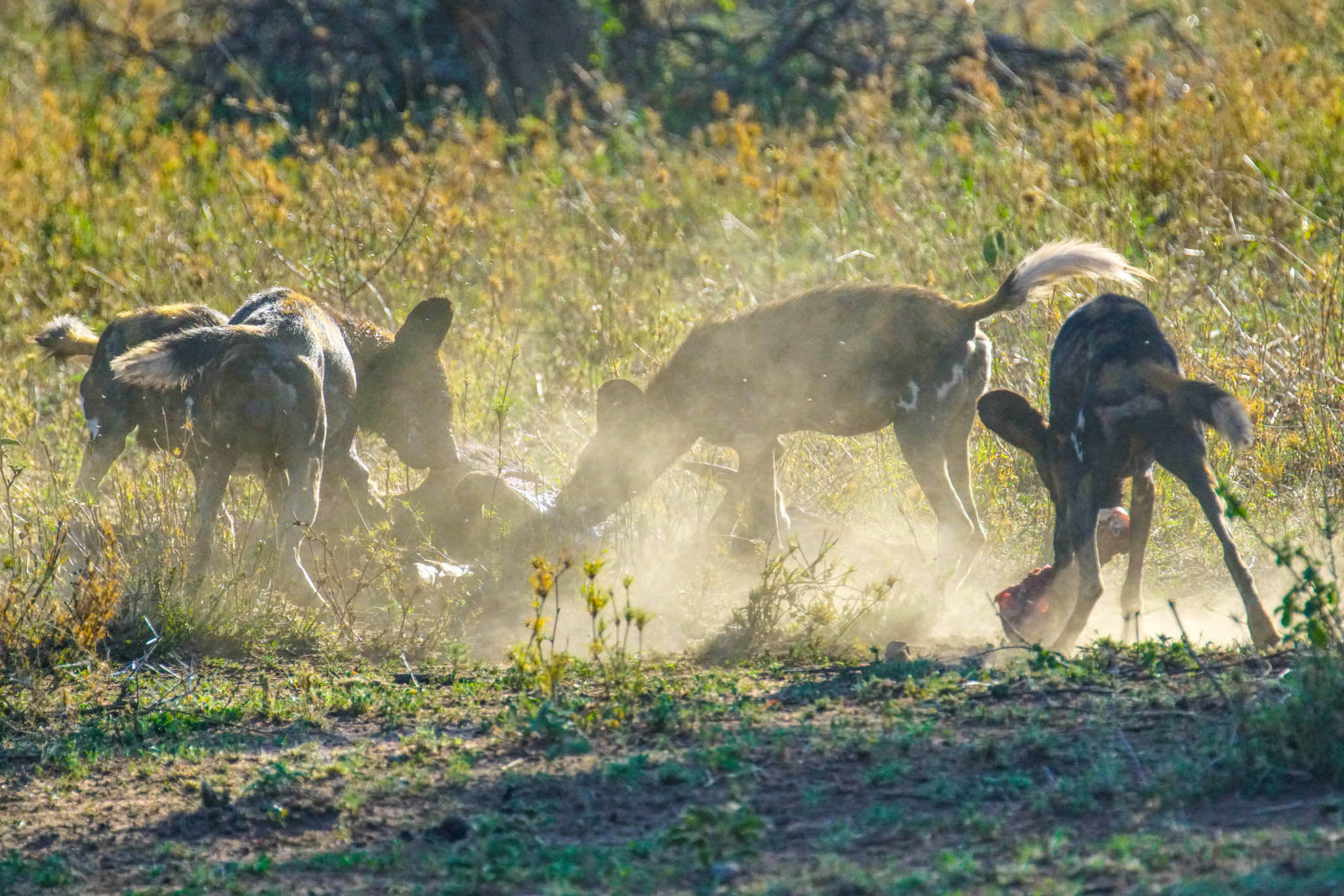Sony a7R II sample photo. Wild dogs fighting for food 2 photography