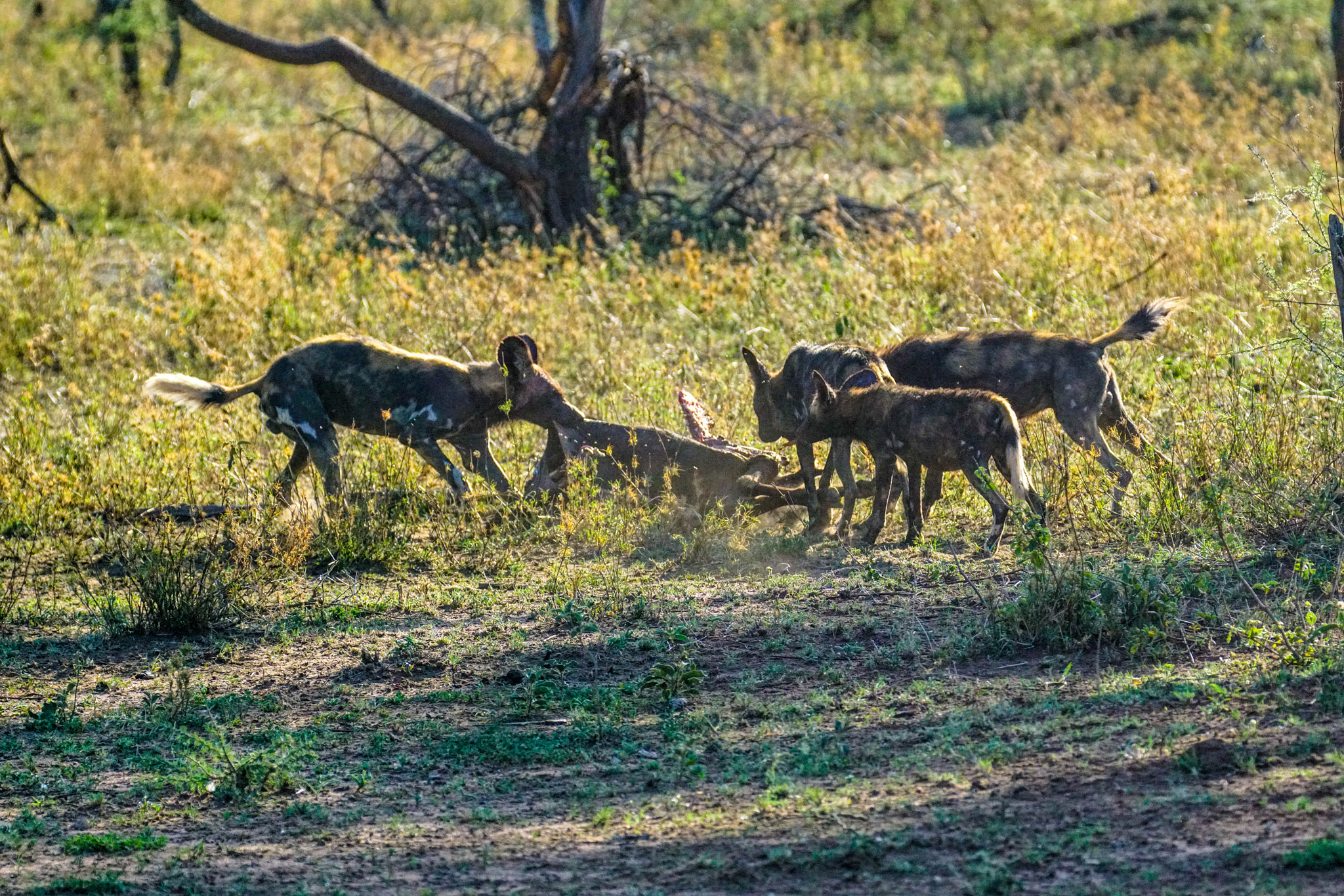 Sony a7R II sample photo. Wild dogs fighting for food photography