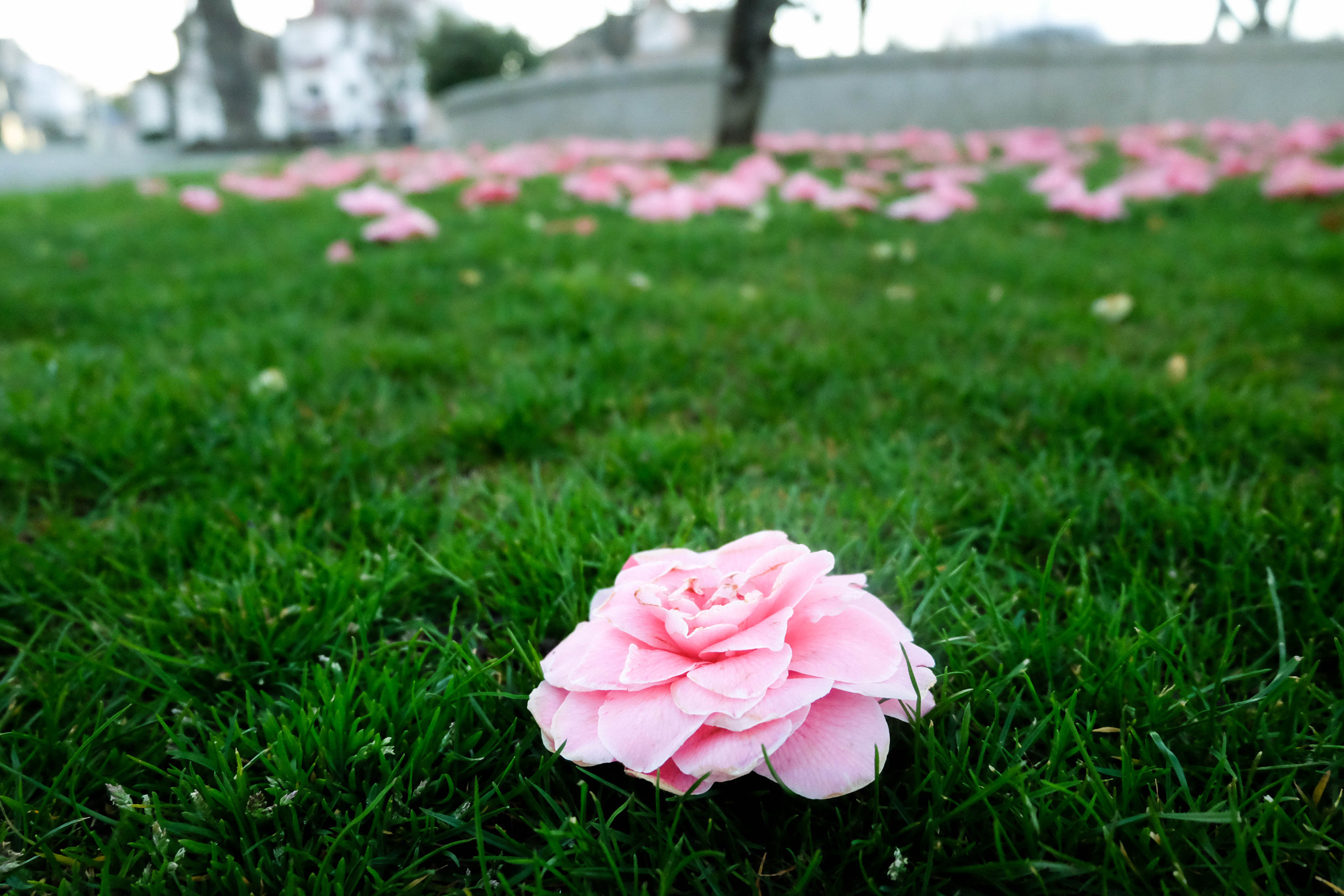 Fujifilm XC 16-50mm F3.5-5.6 OIS II sample photo. Isolamento photography