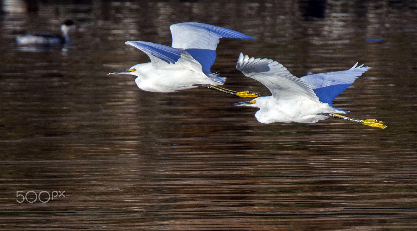 Nikon D7200 sample photo. Team egrets inflight photography