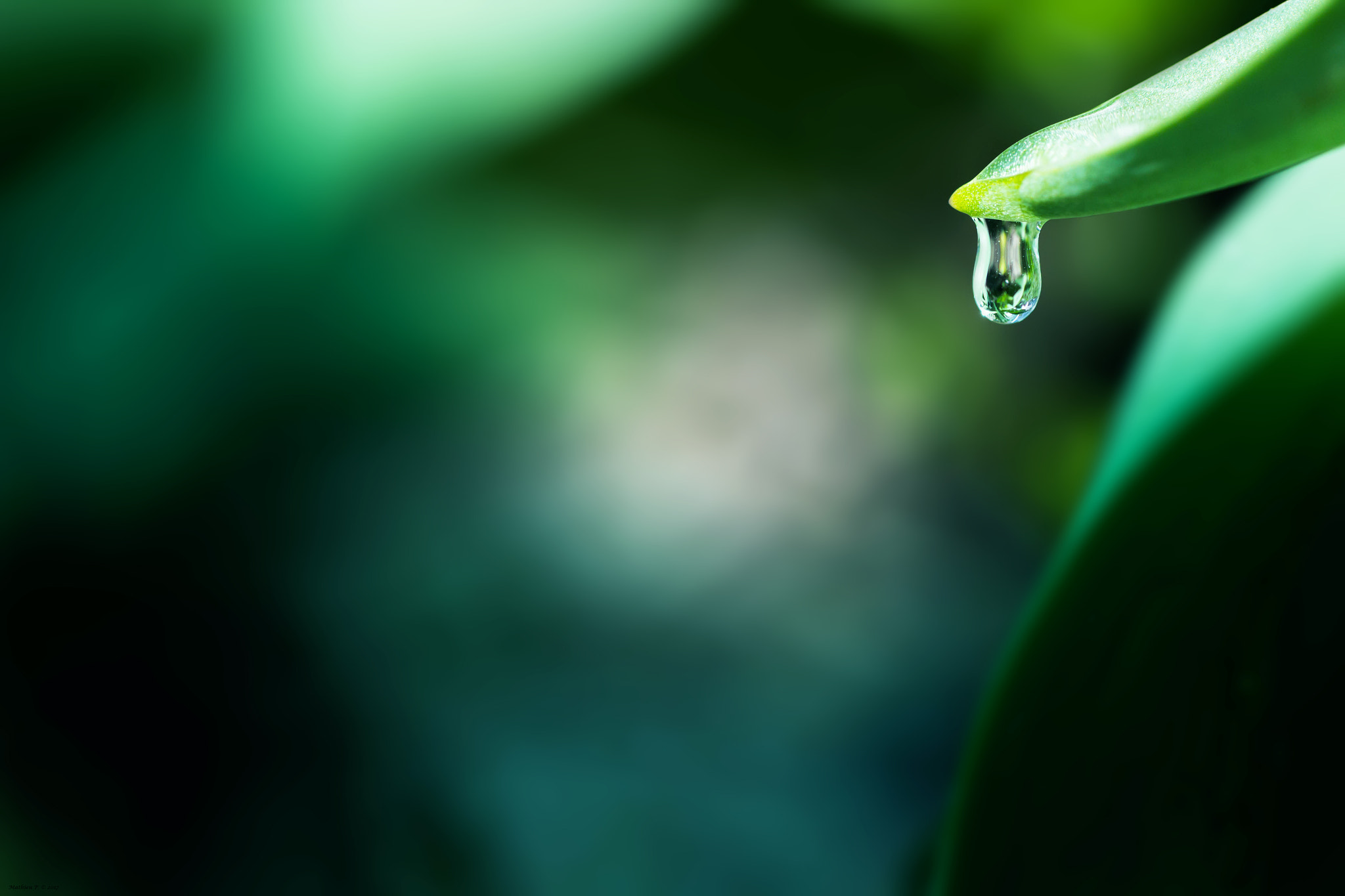 Canon EF 100mm F2.8L Macro IS USM sample photo. Zen photography