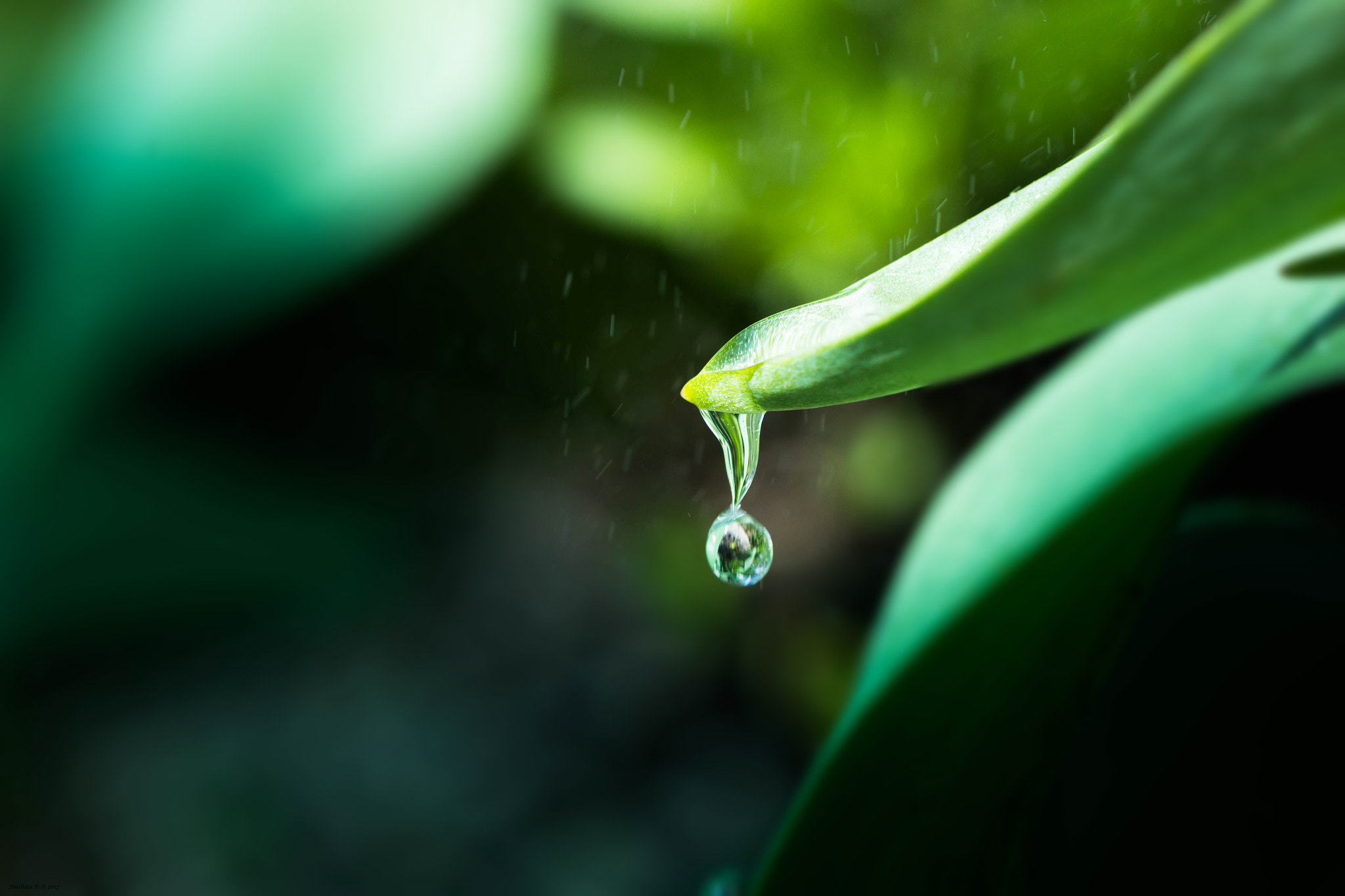 Canon EF 100mm F2.8L Macro IS USM sample photo. Vortex photography