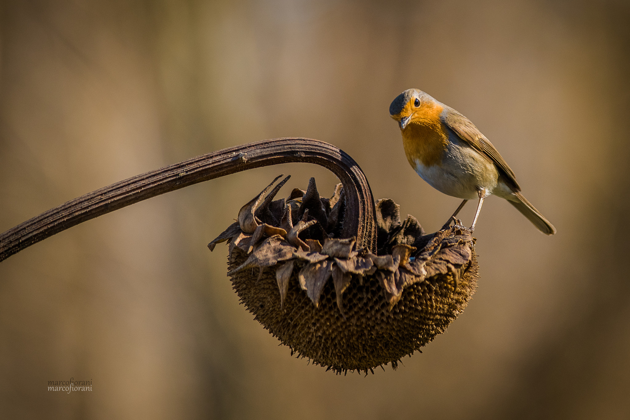 Nikon D810 + Nikon AF-S Nikkor 300mm F4D ED-IF sample photo. Oasi wwf lago di alviano photography