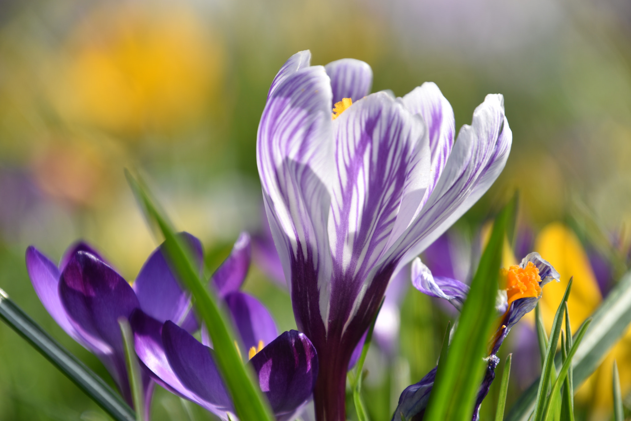 Nikon D5600 sample photo. Crocus photography