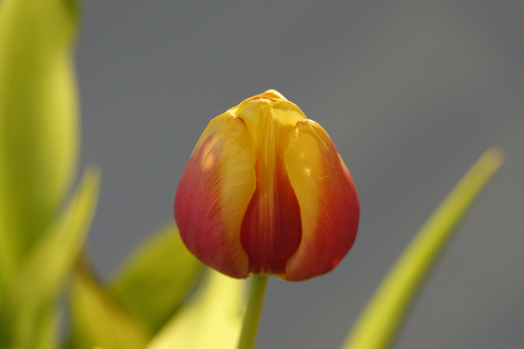 Sony 24-600mm F2.4-4.0 sample photo. Portrait of a tulip photography