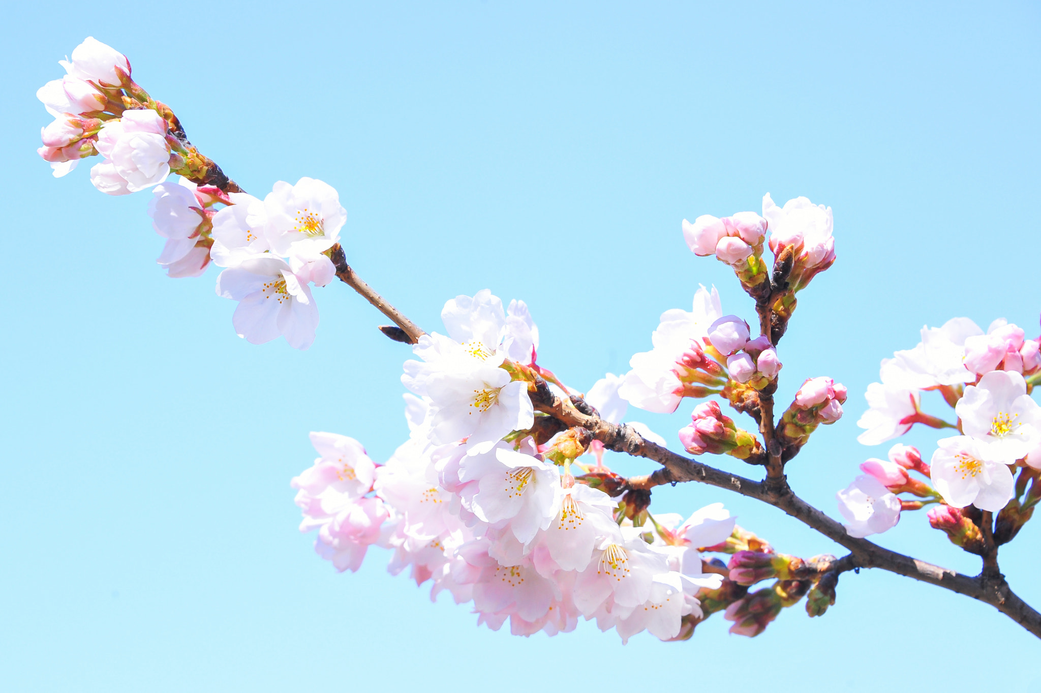 Nikon D700 sample photo. サクラ / sakura photography
