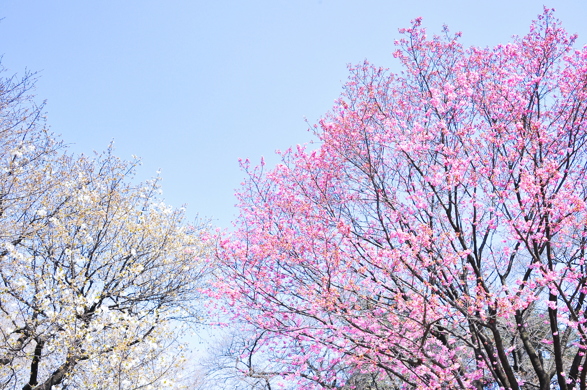 Nikon D700 sample photo. サクラ / sakura photography
