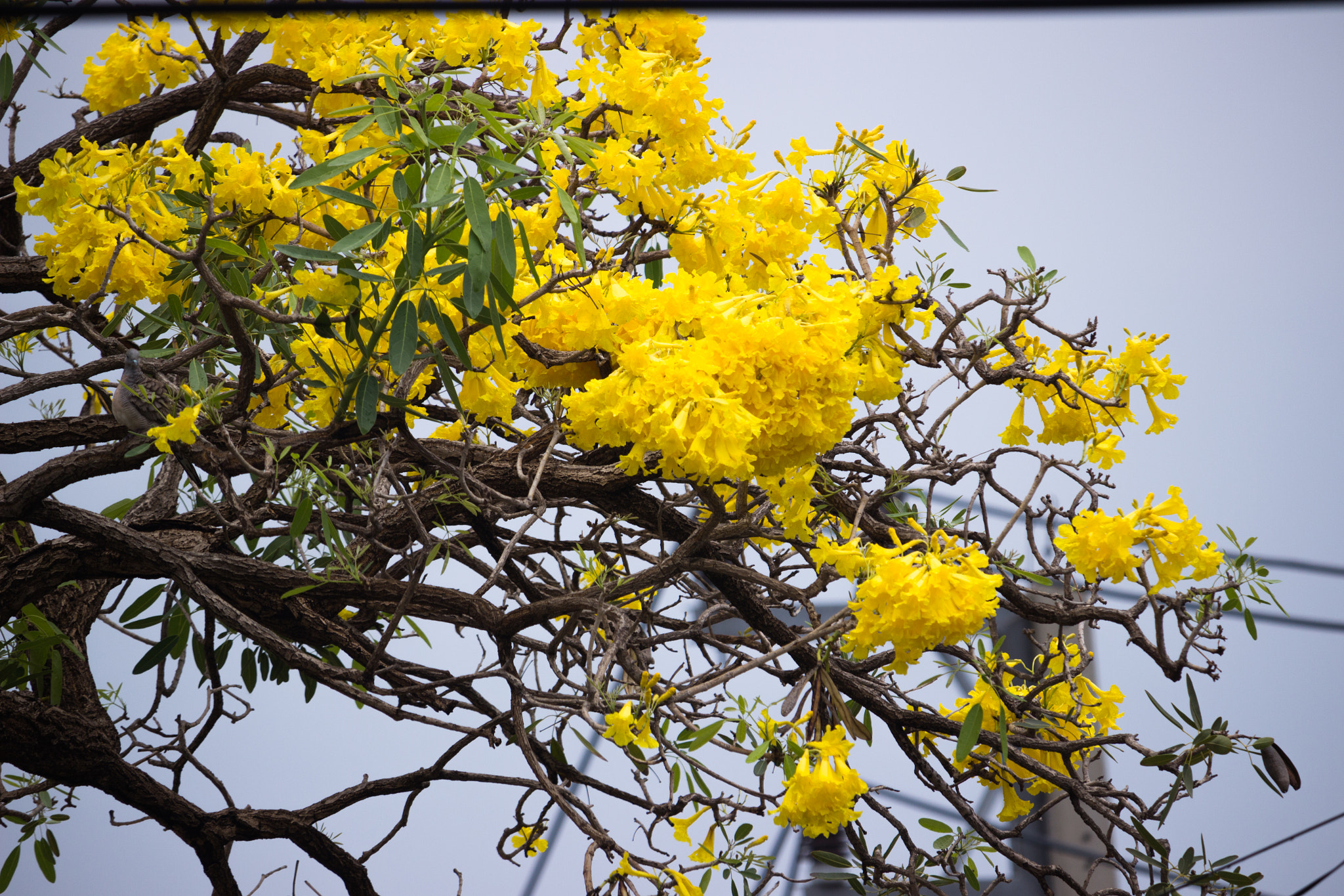Canon EOS 600D (Rebel EOS T3i / EOS Kiss X5) + Canon EF-S 55-250mm F4-5.6 IS STM sample photo. Beautiful yellow flower tree photography