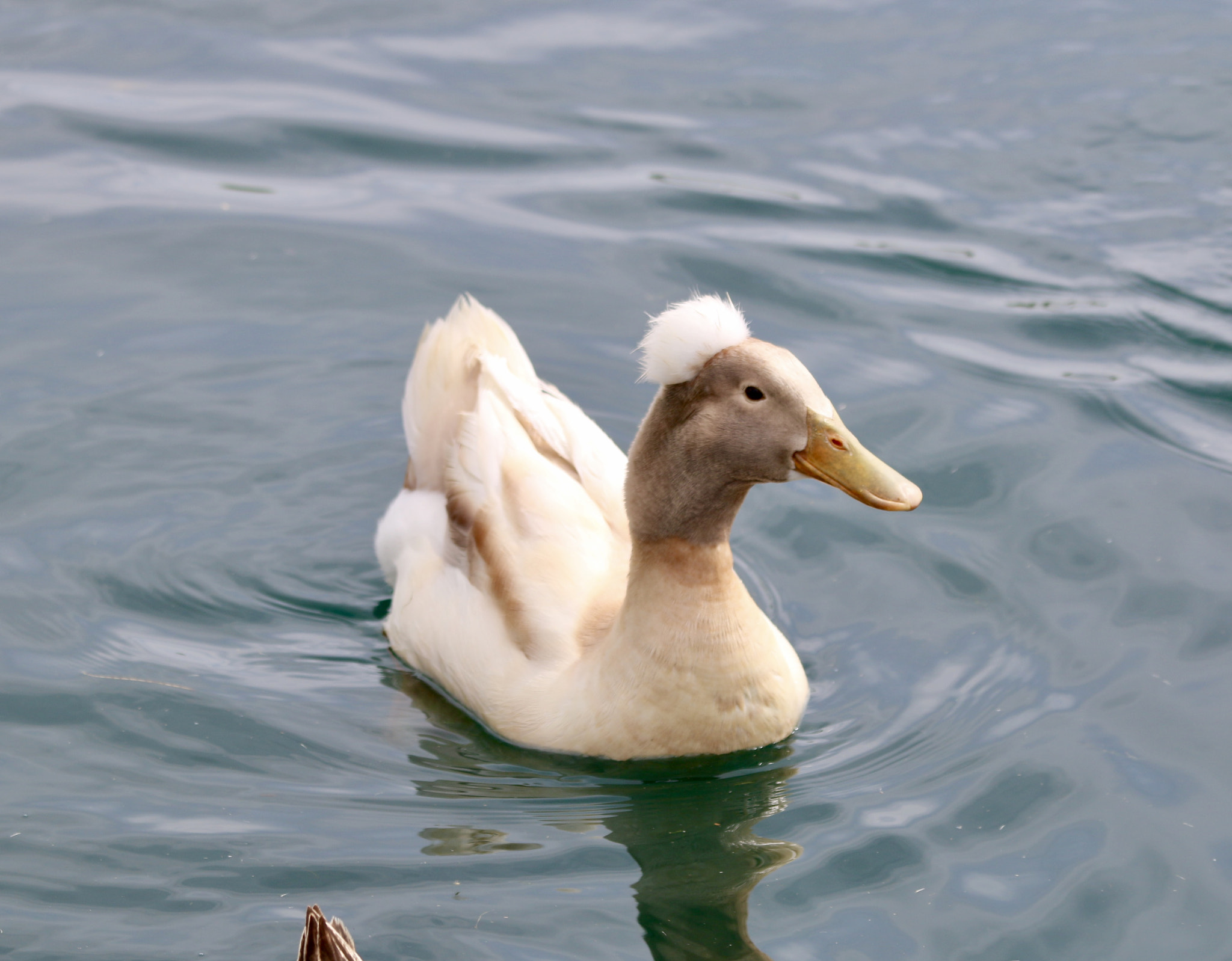 Canon EF 70-300mm F4-5.6 IS USM sample photo. Crested duck with aditute photography