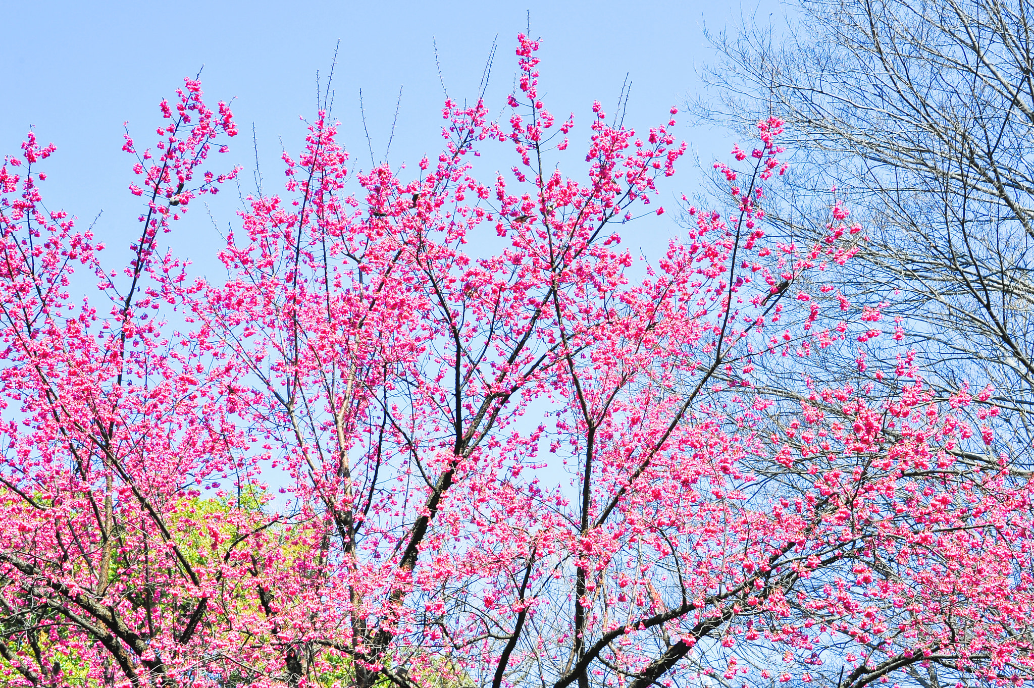 Nikon D700 sample photo. サクラ / sakura photography