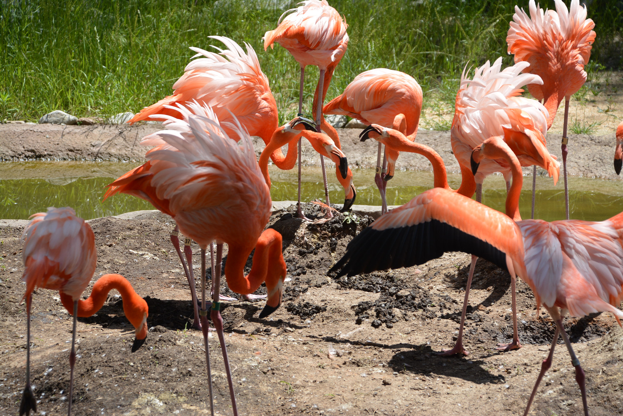 Nikon D7100 sample photo. Pink flamingos! photography