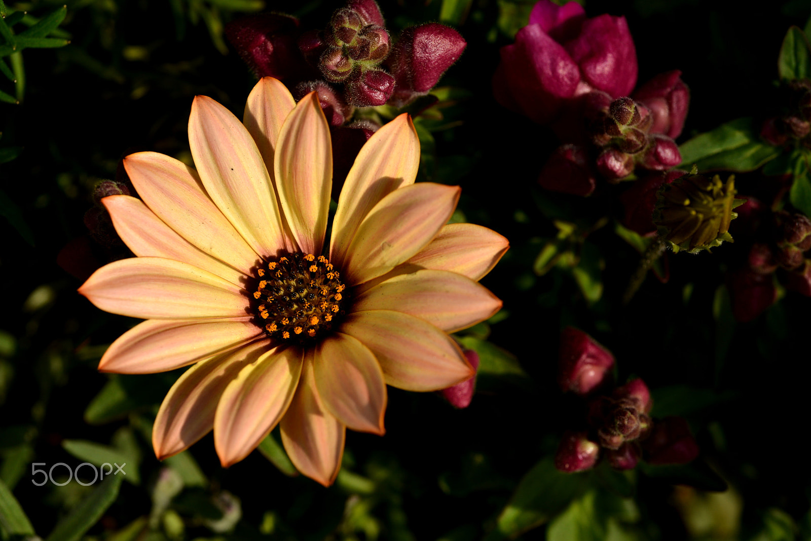 Nikon D600 + Nikon AF Micro-Nikkor 60mm F2.8D sample photo. Spring sunshine photography