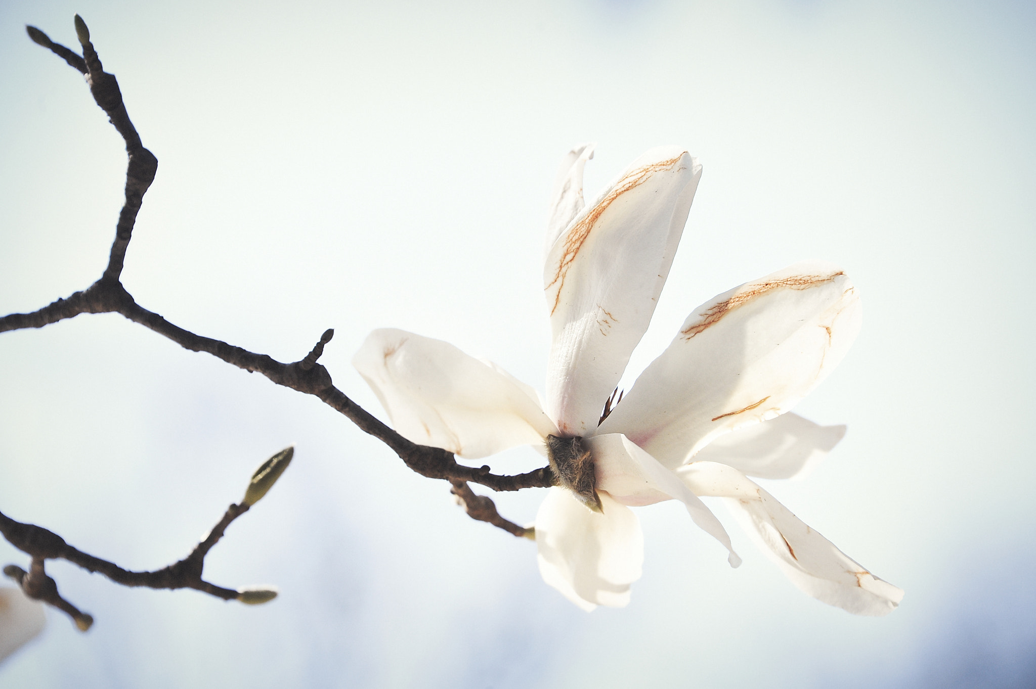 Nikon D700 sample photo. ハクモクレン / magnolia blossom photography