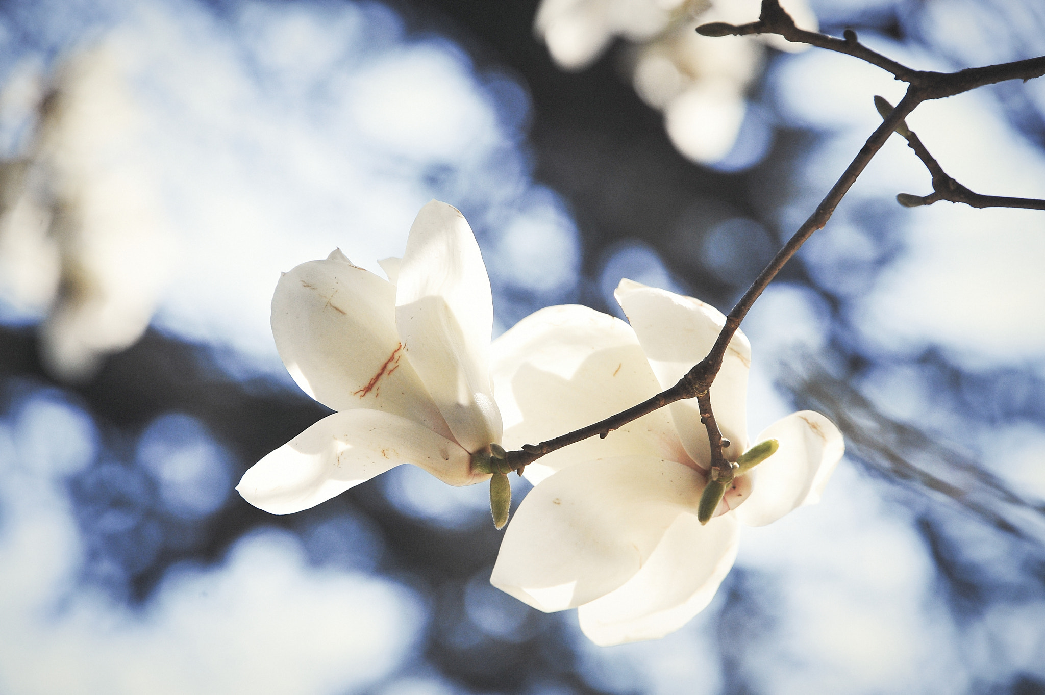 Nikon D700 sample photo. ハクモクレン / magnolia blossom photography