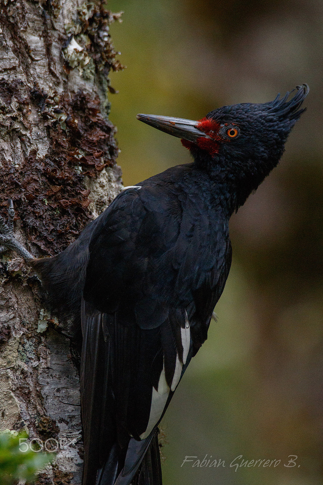 Sigma 150-600mm F5-6.3 DG OS HSM | C sample photo. Why are you getting so close? photography