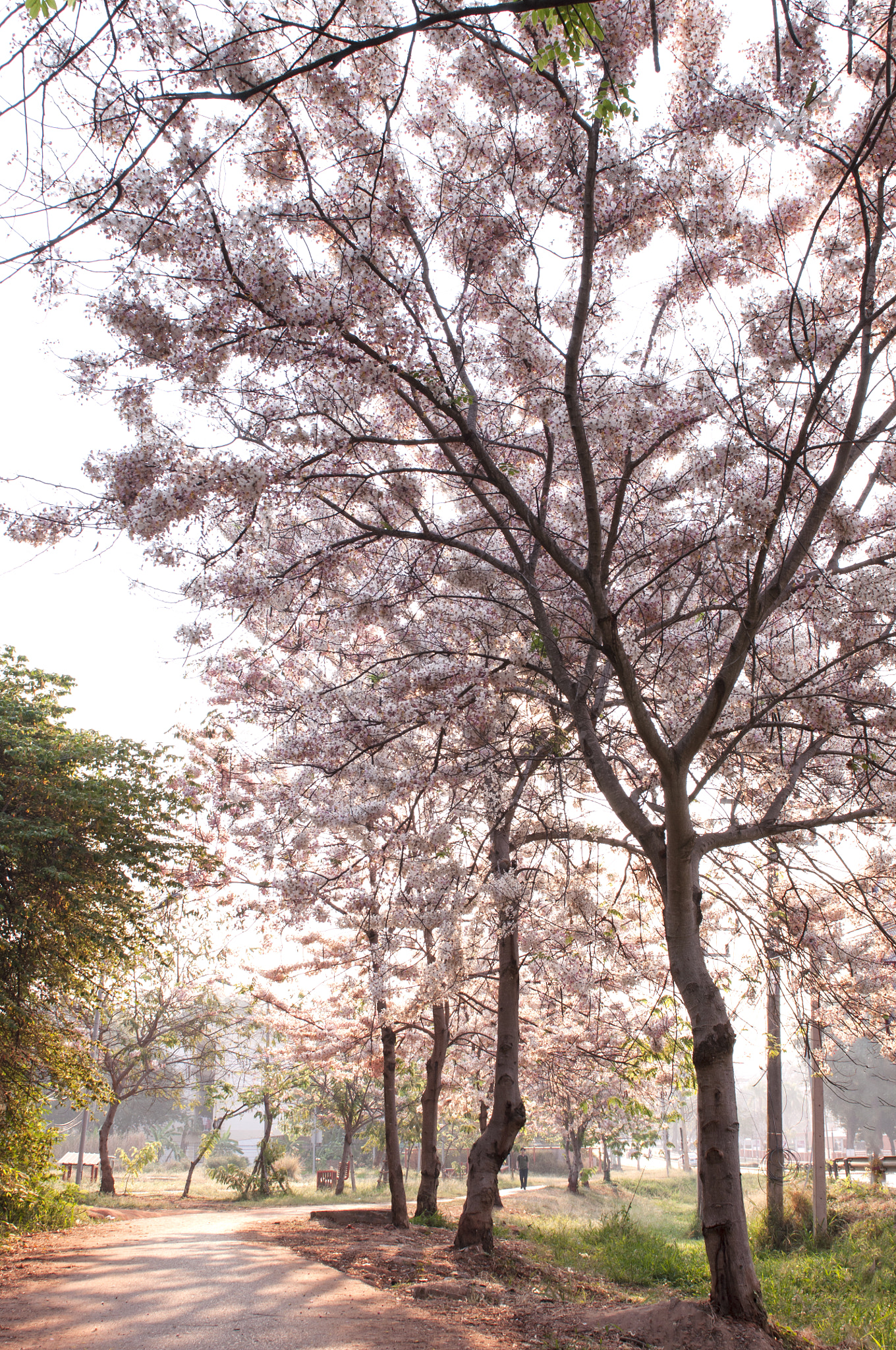 Nikon D90 sample photo. Cherry blossoms in kku photography