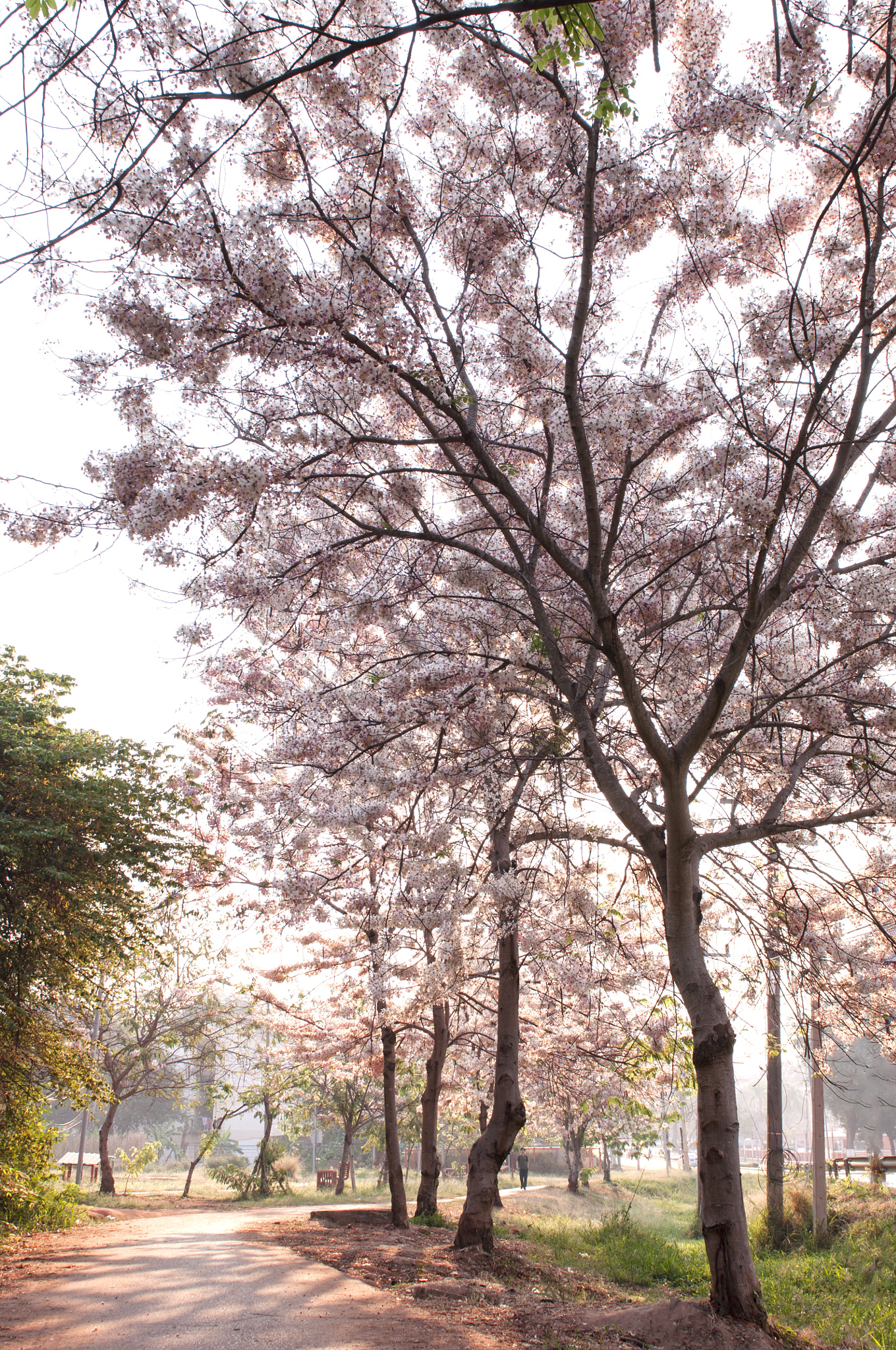 Nikon AF-S Nikkor 24-70mm F2.8G ED sample photo. Cherry blossoms in kku photography