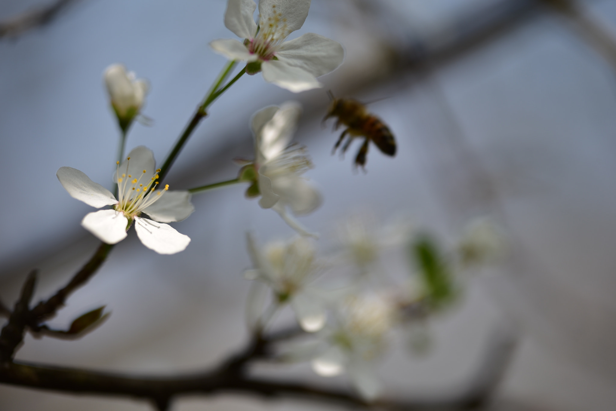 Sigma 150mm F2.8 EX DG OS Macro HSM sample photo. Dsc photography