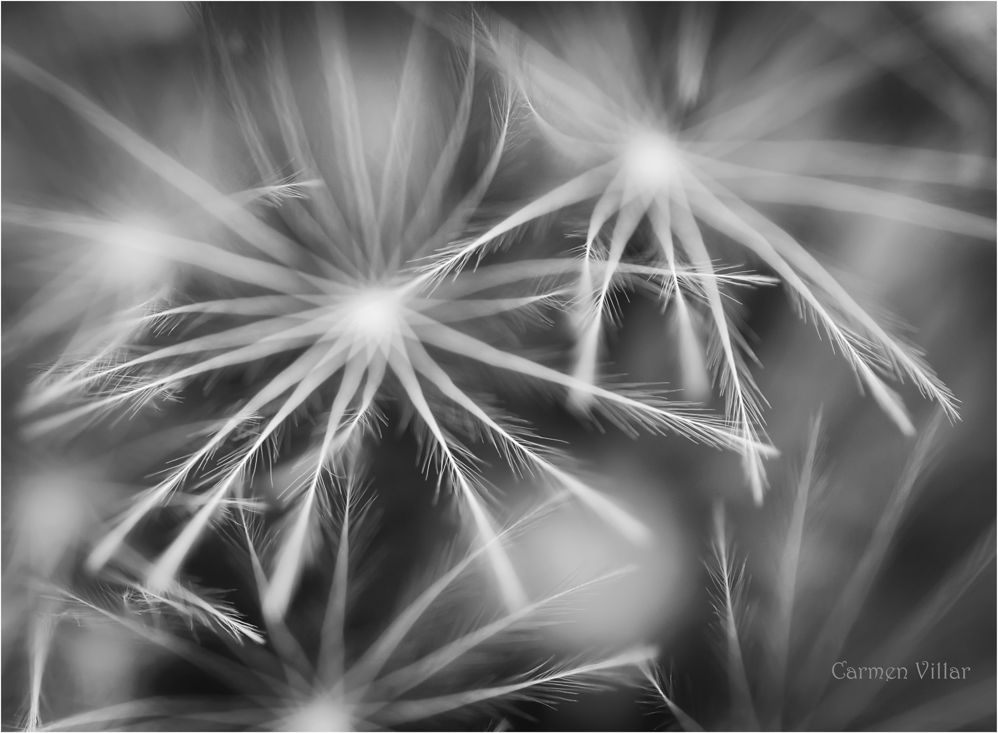 Sigma 150mm F2.8 EX DG OS Macro HSM sample photo. Marvellous nature photography
