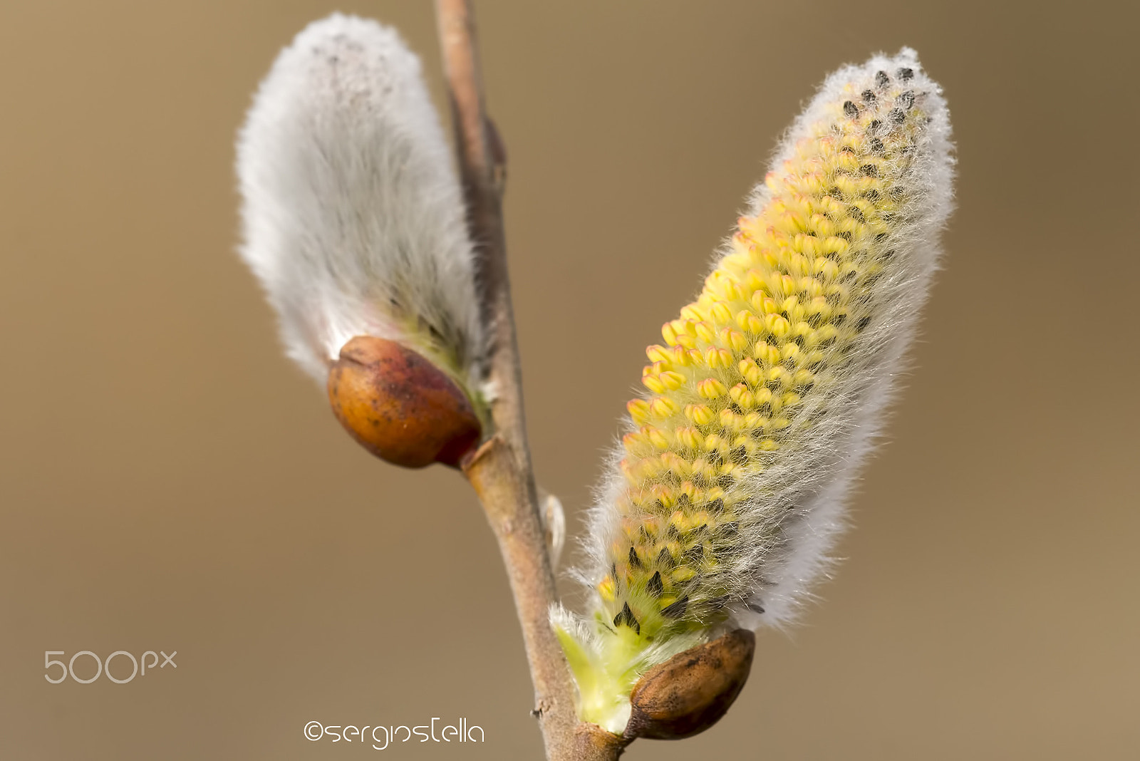 Sigma 150mm F2.8 EX DG Macro HSM sample photo. S_p_r_i_n_g_______________ photography