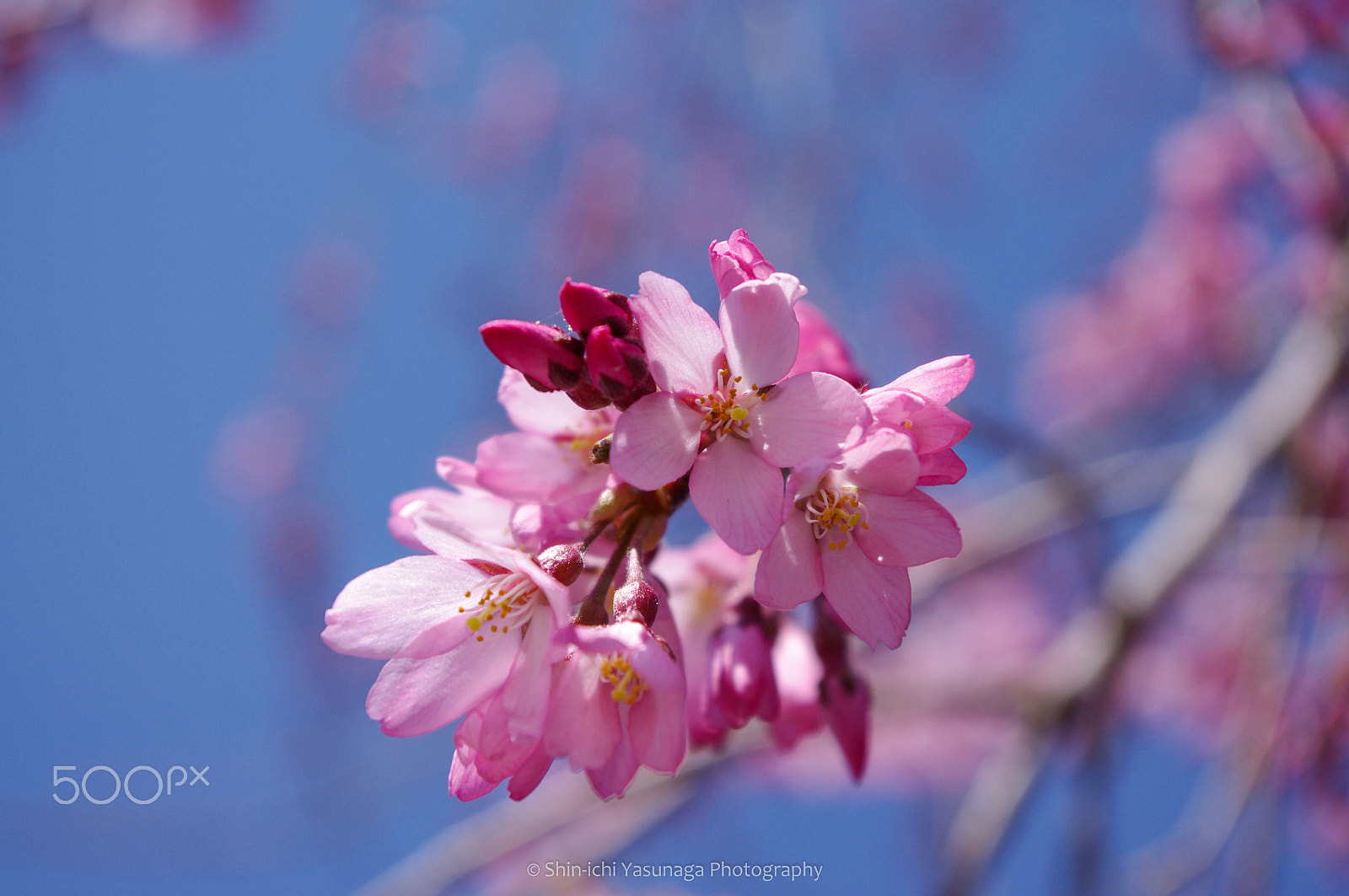 Pentax K-x sample photo. Cherry blossoms in nagano city,japan. photography