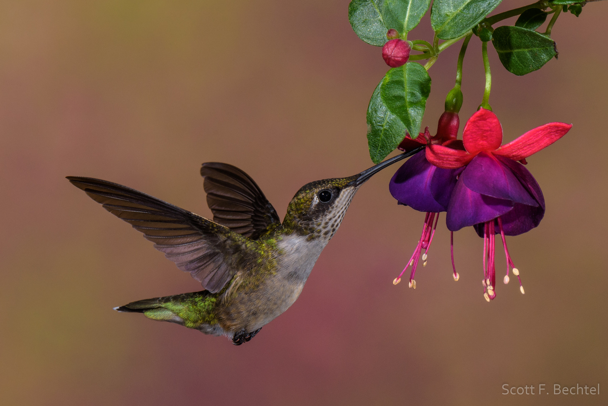 Nikon D810 sample photo. Juvenile male ruby-throated hummer (2016-08-31) photography