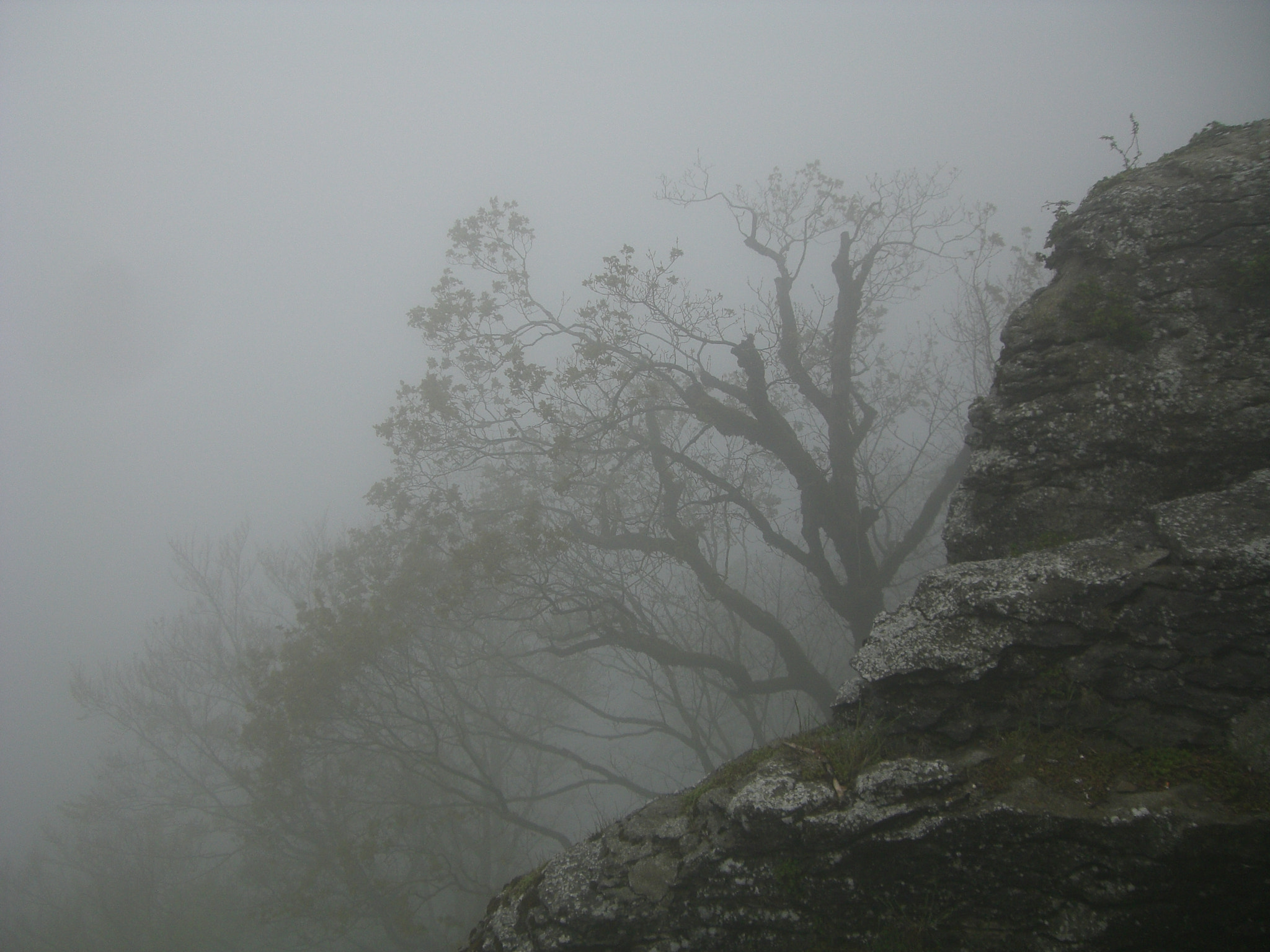 CASIO EX-Z700 sample photo. Trees in the mist photography