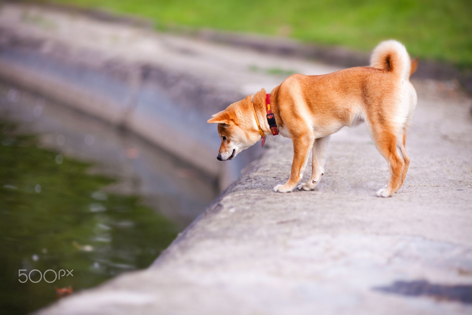 Canon EF 135mm F2L USM sample photo. A young shiba inu in green garden. photography