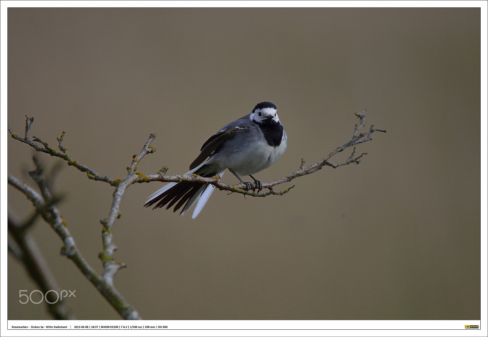 Nikon D5100 + Sigma 150-500mm F5-6.3 DG OS HSM sample photo. White wagtail -  denmark nature reserve stuben sø photography