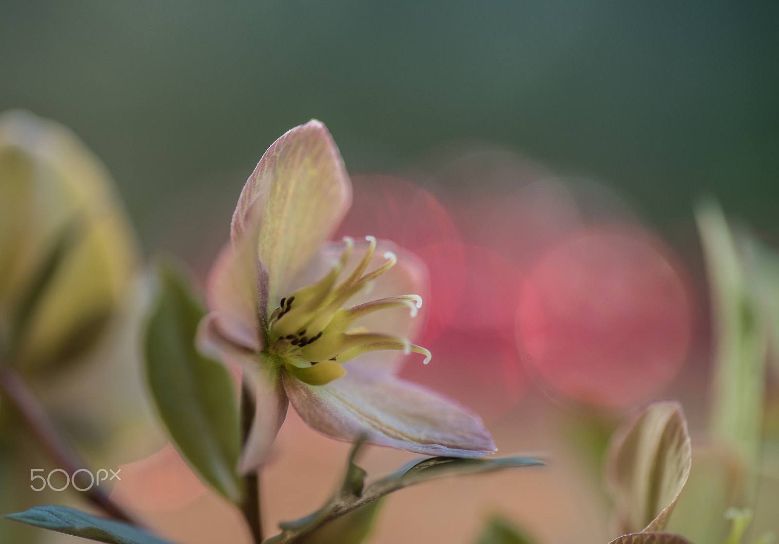 Nikon D810 sample photo. Hellebore photography