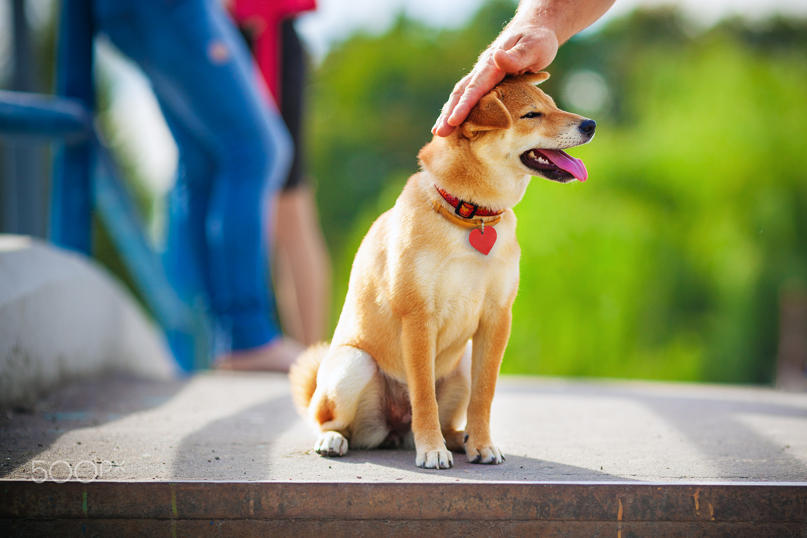 Canon EF 135mm F2L USM sample photo. Shiba inu in garden photography
