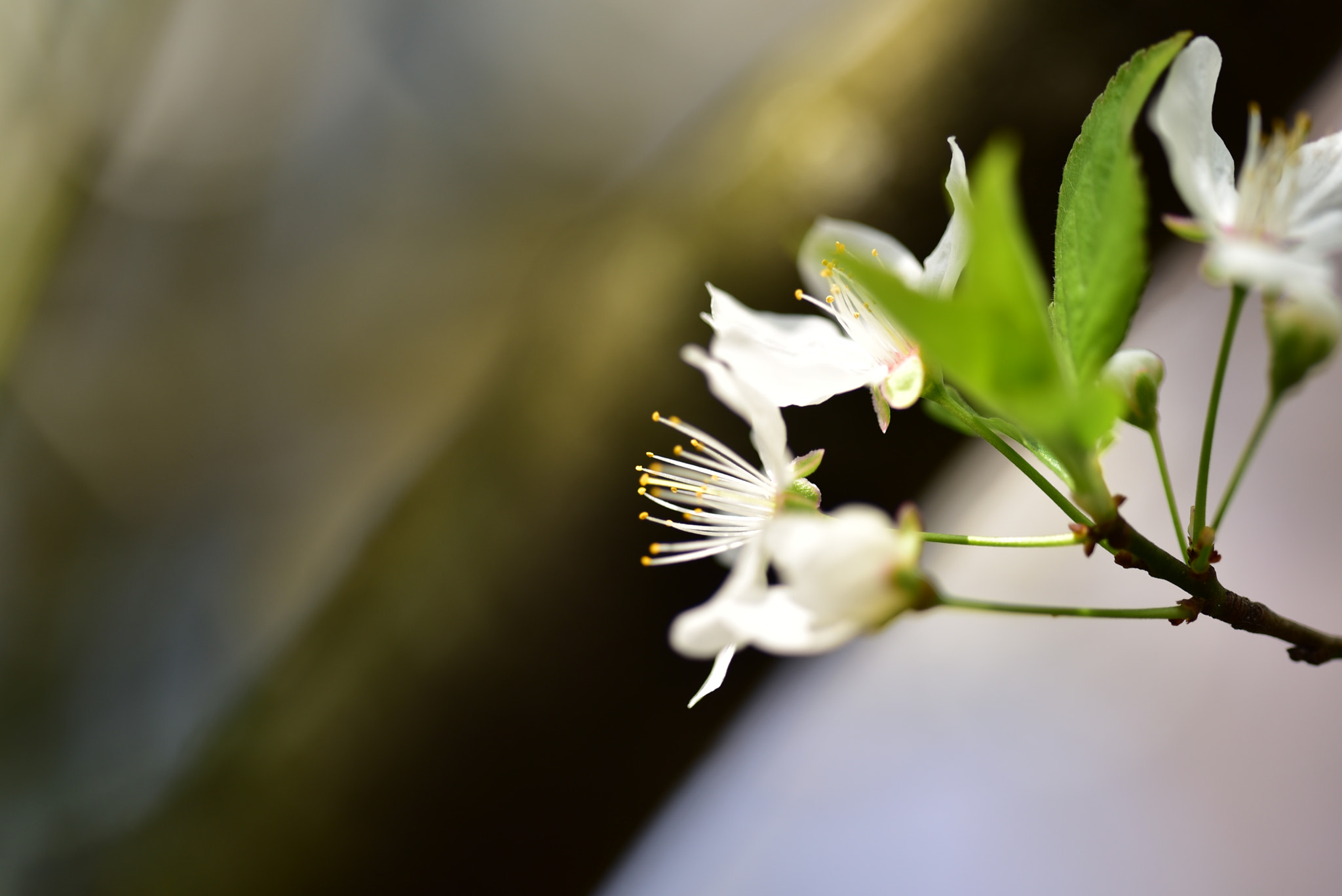 Sigma 150mm F2.8 EX DG OS Macro HSM sample photo. Dsc photography