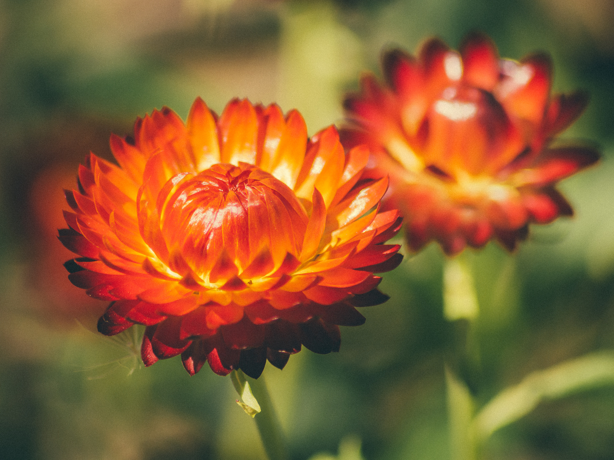 Nikon D7200 sample photo. Intensely bright strawflowers photography