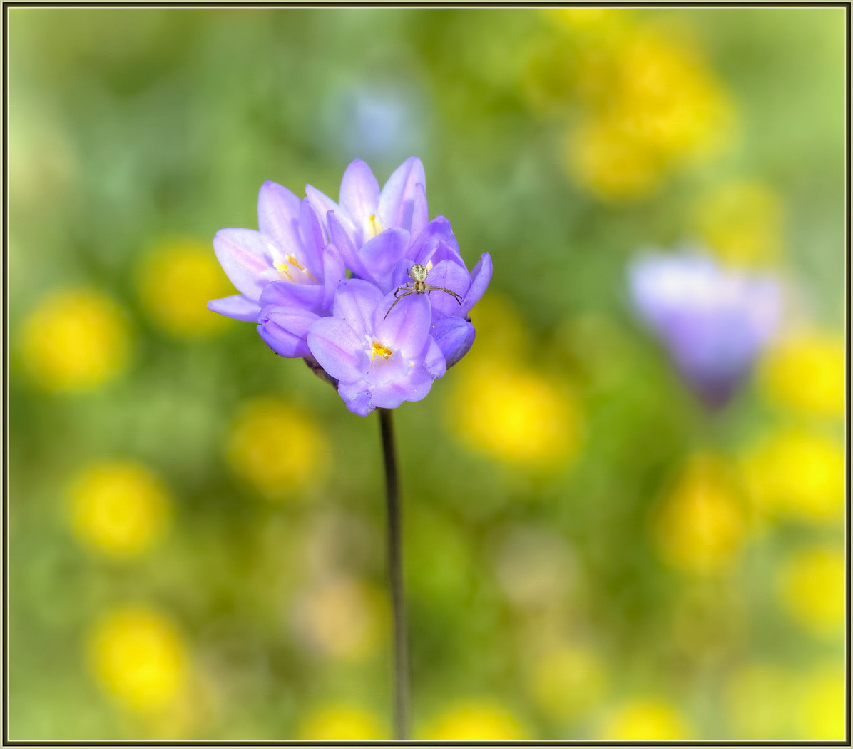 Sigma 105mm F2.8 EX DG OS HSM sample photo. Wild hyacinth photography