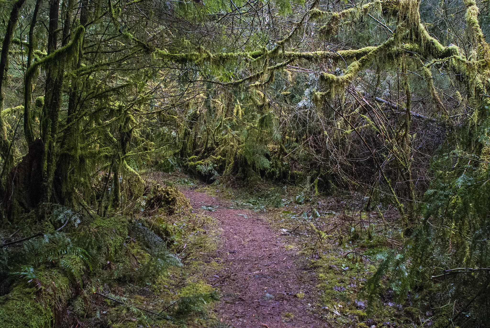 Nikon AF Nikkor 24mm F2.8D sample photo. Path in the woods photography