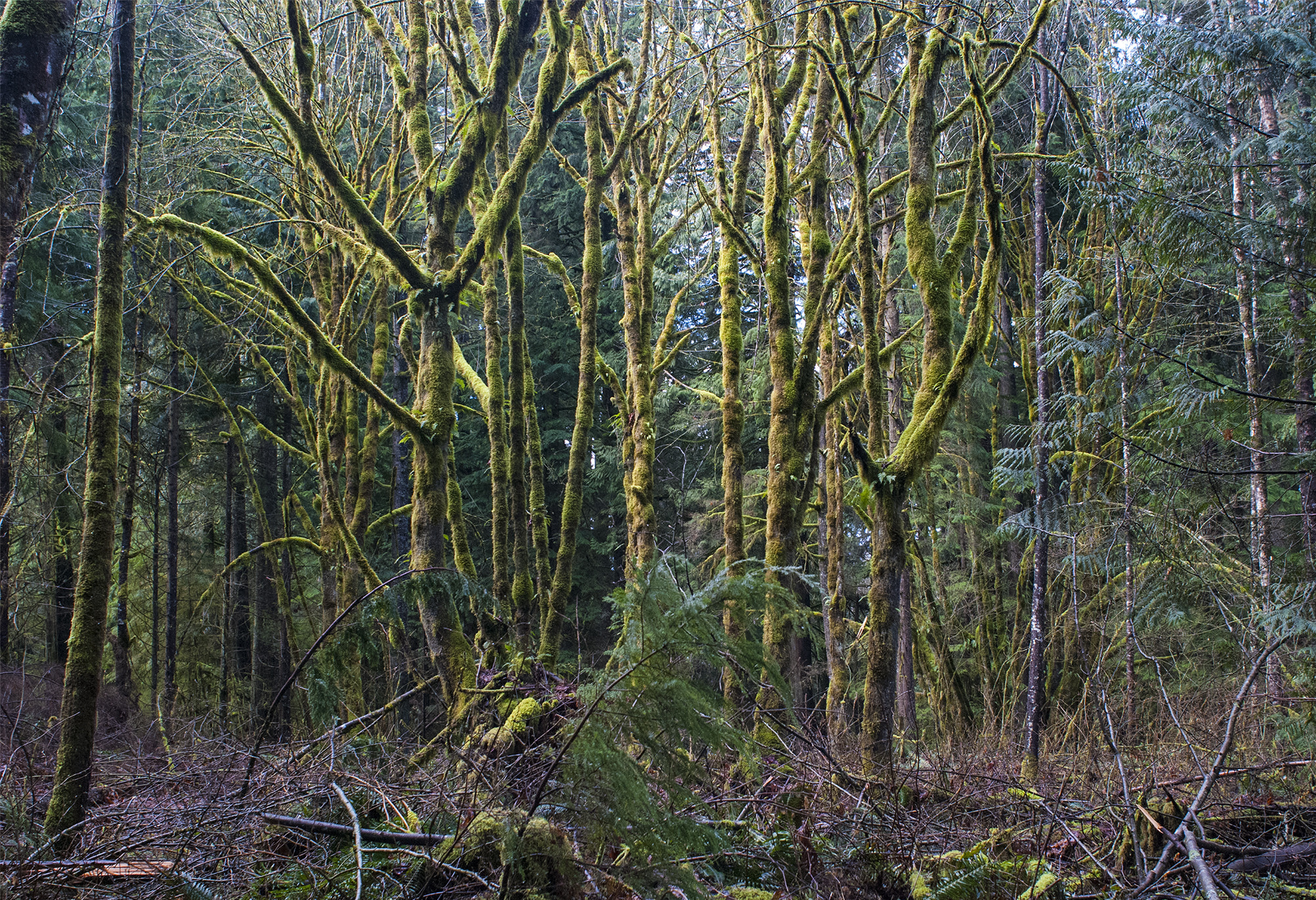 Nikon AF Nikkor 24mm F2.8D sample photo. Mossy trees photography