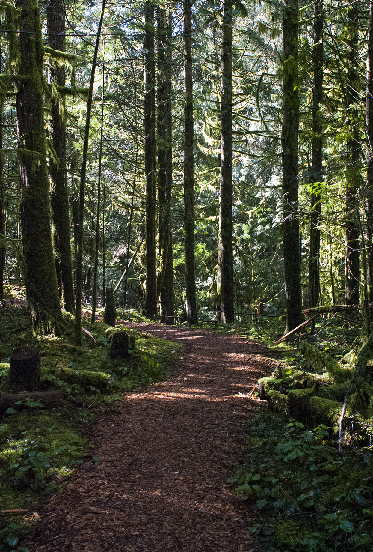 Nikon D80 sample photo. Path in the woods 2 photography