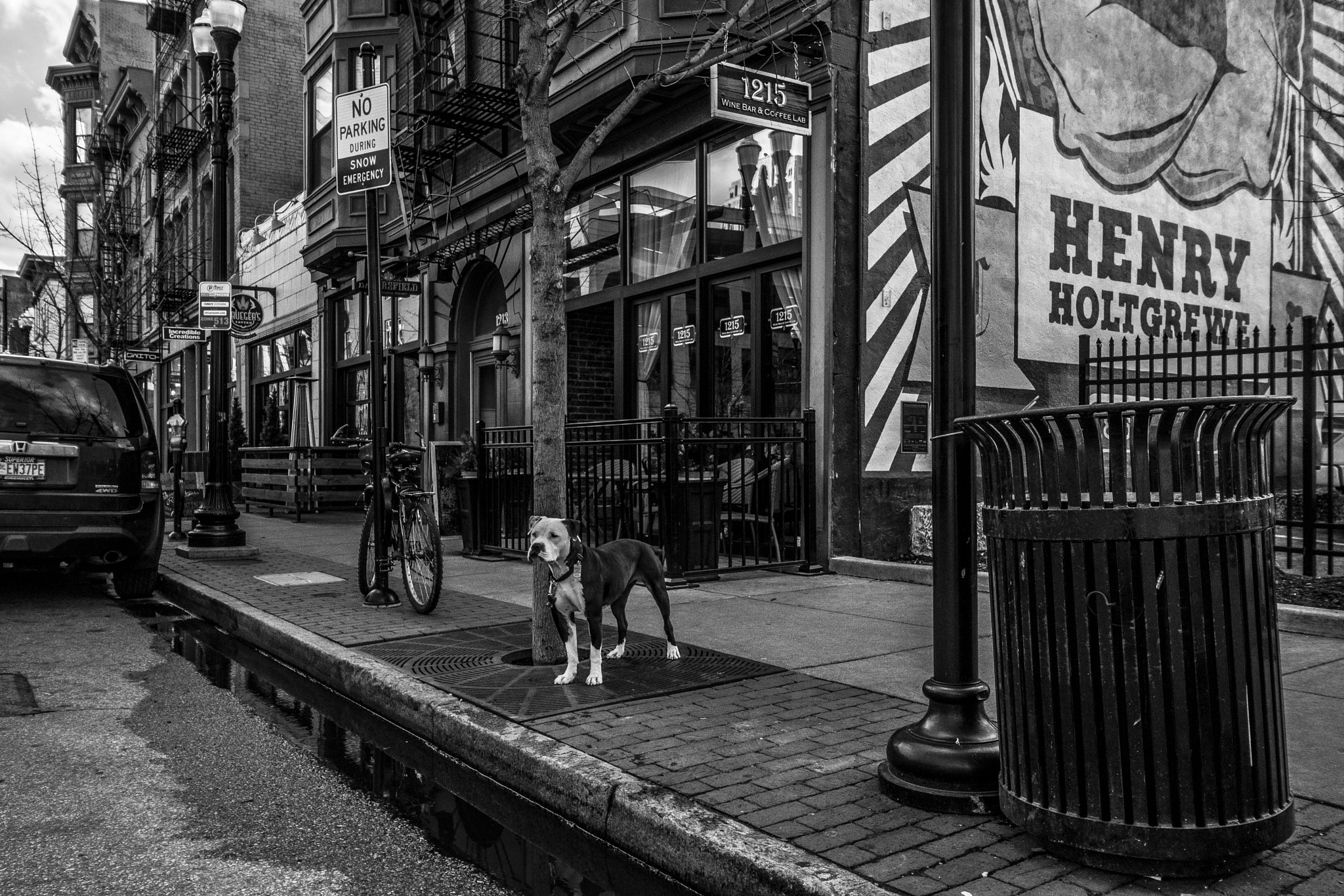 Nikon D500 sample photo. Street dog photography