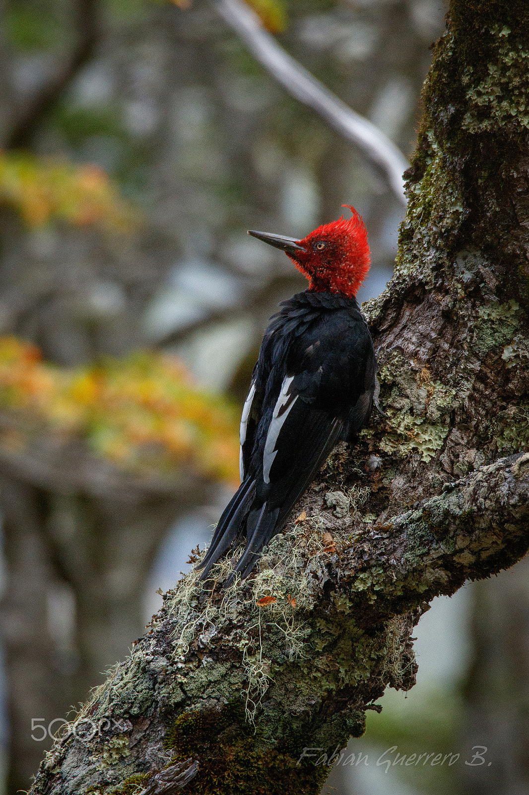 Sigma 150-600mm F5-6.3 DG OS HSM | C sample photo. Where are those grubs... photography