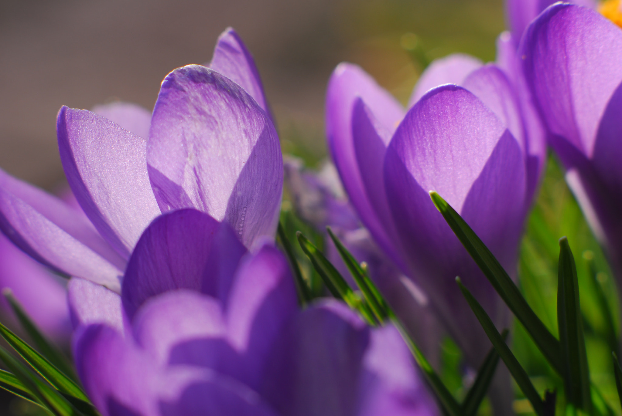 Manual Lens No CPU sample photo. Early spring colors photography
