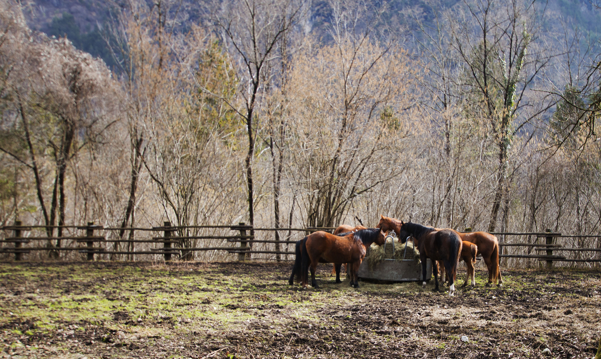 Sigma 10-20mm F3.5 EX DC HSM sample photo. Sedico, belluno, veneto, italy. forestry center of case salet. maremmani horses. photography