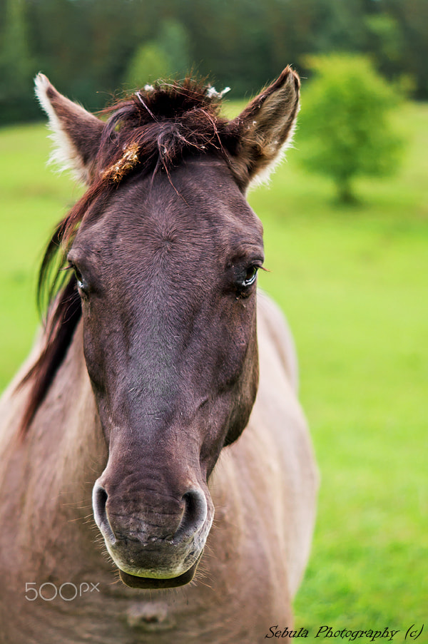 Sony SLT-A37 + Sony DT 50mm F1.8 SAM sample photo. Beauty horse photography